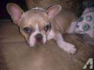 French Bulldog Puppy for sale in RICHLAND CENTER, WI, USA