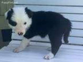 Border Collie Puppy for sale in Salem, OR, USA