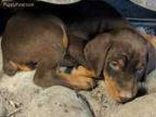 Doberman Pinscher Puppy for sale in Delta, OH, USA