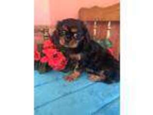 Cavalier King Charles Spaniel Puppy for sale in Seneca, KS, USA