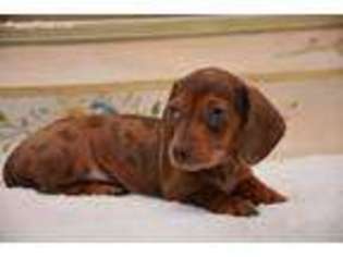 Dachshund Puppy for sale in Alabaster, AL, USA