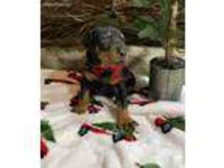 Doberman Pinscher Puppy for sale in Waco, GA, USA