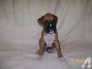 Boxer Puppy for sale in BOWIE, MD, USA