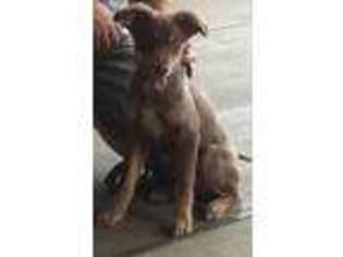 Australian Shepherd Puppy for sale in Leesburg, FL, USA
