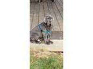 Neapolitan Mastiff Puppy for sale in Mingo Junction, OH, USA