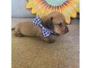 Dachshund Puppy for sale in Tilton, NH, USA