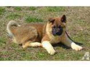 Akita Puppy for sale in VERSAILLES, MO, USA