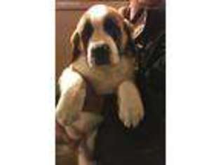 Saint Bernard Puppy for sale in Benson, NC, USA
