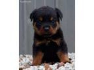 Rottweiler Puppy for sale in Warsaw, IN, USA
