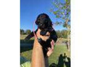 Goldendoodle Puppy for sale in Purlear, NC, USA