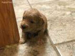 Goldendoodle Puppy for sale in Lima, OH, USA
