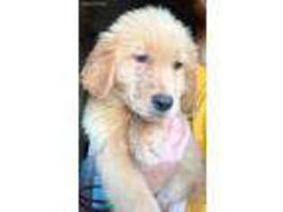 Golden Retriever Puppy for sale in Gatesville, NC, USA
