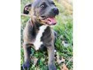 Staffordshire Bull Terrier Puppy for sale in Clovis, NM, USA