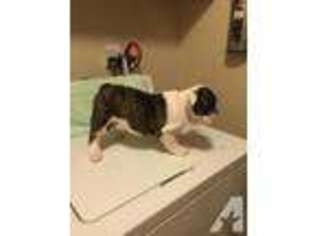 Bulldog Puppy for sale in MANTECA, CA, USA