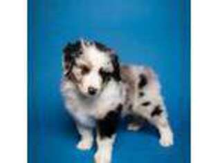 Mutt Puppy for sale in New Concord, OH, USA