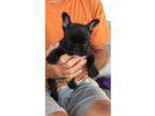 French Bulldog Puppy for sale in Smithville, TN, USA