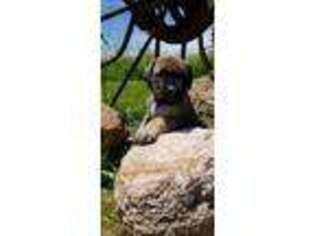 Mastiff Puppy for sale in Pine Grove, PA, USA