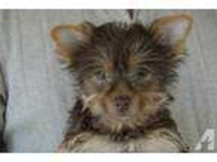 Yorkshire Terrier Puppy for sale in MONTEREY, TN, USA