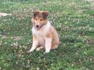Collie Puppy for sale in Sedalia, MO, USA