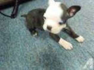 Boston Terrier Puppy for sale in COLUMBUS, OH, USA