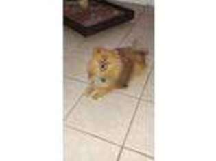 Pomeranian Puppy for sale in Clifton, TX, USA