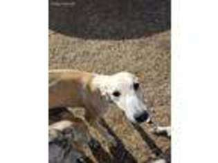 Greyhound Puppy for sale in Seibert, CO, USA