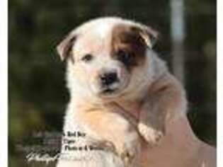 Australian Cattle Dog Puppy for sale in Point, TX, USA