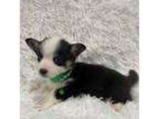 Pembroke Welsh Corgi Puppy for sale in Chicago, IL, USA