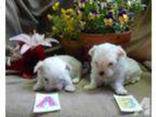 Maltese Puppy for sale in BOTTINEAU, ND, USA