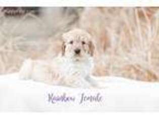 Goldendoodle Puppy for sale in Washington, KS, USA