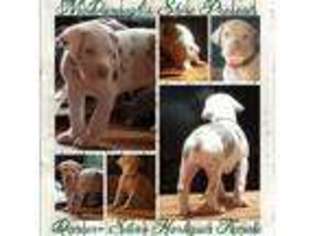 Great Dane Puppy for sale in Brooksville, FL, USA