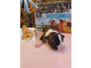 American Staffordshire Terrier Puppy for sale in Houghton Lake, MI, USA