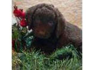 Labradoodle Puppy for sale in Wentworth, MO, USA