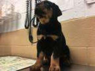 Rottweiler Puppy for sale in Douglasville, GA, USA