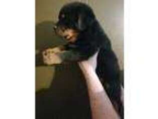 Rottweiler Puppy for sale in Chrisman, IL, USA