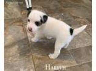 Jack Russell Terrier Puppy for sale in Wills Point, TX, USA