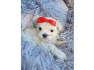 Maltese Puppy for sale in Okemah, OK, USA