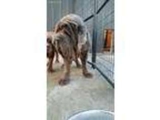 Neapolitan Mastiff Puppy for sale in Greenwood Springs, MS, USA