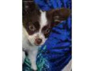 Papillon Puppy for sale in Eureka, KS, USA