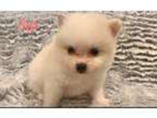 Pomeranian Puppy for sale in Lawrenceville, GA, USA