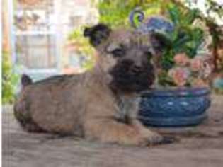 Cairn Terrier Puppy for sale in Clarkston, WA, USA
