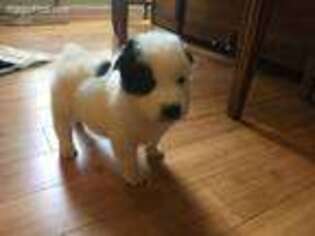 Border Collie Puppy for sale in Huntington, WV, USA