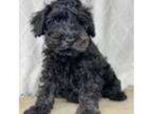 Schnoodle (Standard) Puppy for sale in Archbold, OH, USA