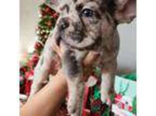 French Bulldog Puppy for sale in Lancaster, CA, USA