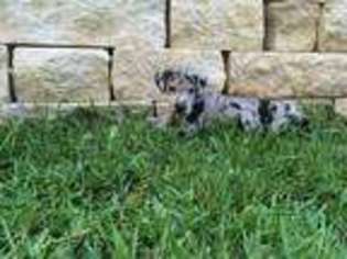 Great Dane Puppy for sale in Waco, TX, USA