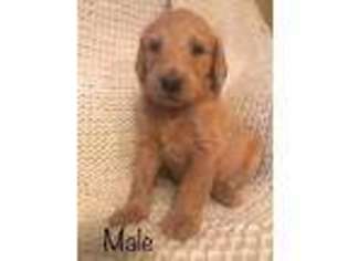 Labradoodle Puppy for sale in Vonore, TN, USA