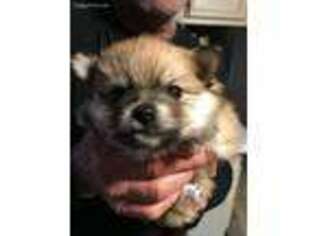 Pomeranian Puppy for sale in Lanexa, VA, USA