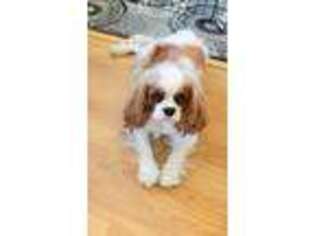 Cavalier King Charles Spaniel Puppy for sale in Corona, CA, USA