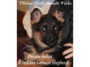 Mutt Puppy for sale in Chrisney, IN, USA