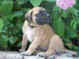 Mastiff Puppy for sale in Darby, MT, USA